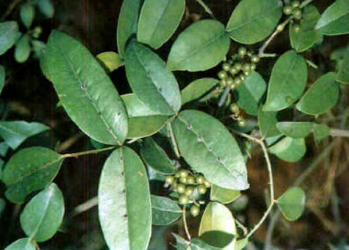 Liangmianzhen